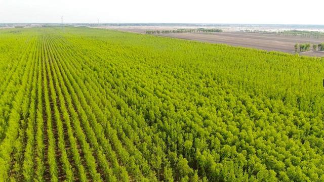 吉林省全民义务植树40年绘就绿水青山