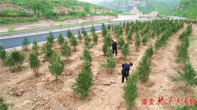河北磁县：苗木产业助力乡村振兴