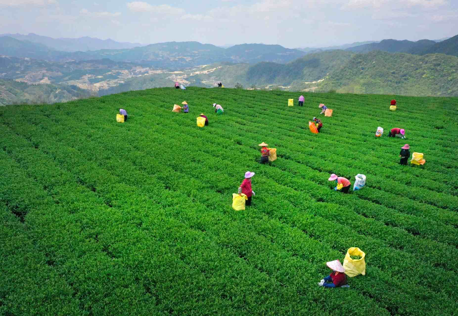 中国千年梯田茶园与草原 靠什么新登全球重要农业文化遗产？