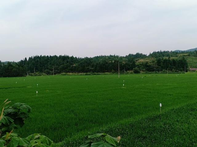 东至县木塔乡：发展绿色农业 助力乡村振兴