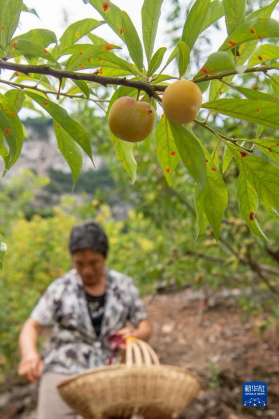 重庆万银村：发展山间果林种植带动村民致富