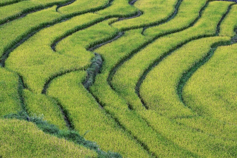 蝉鸣鸟啼的田园牧歌,藏在四川那抹绿色里!