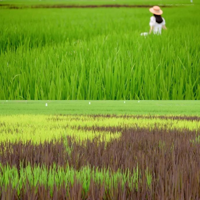 蝉鸣鸟啼的田园牧歌，藏在四川那抹绿色里！