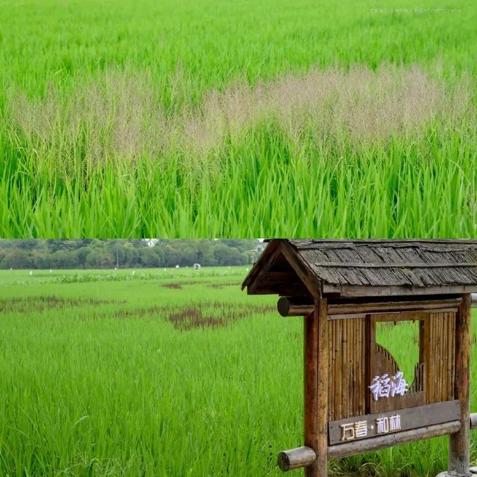蝉鸣鸟啼的田园牧歌,藏在四川那抹绿色里!
