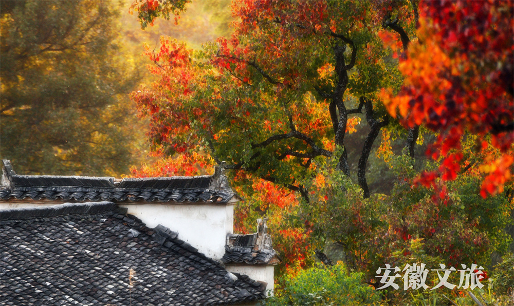 安徽黄山：世界遗产旅游风景道，风雅至极生奇韵