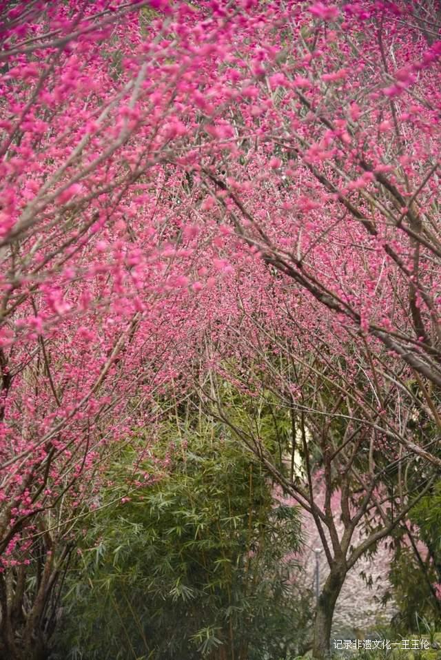 乡游黔中 · 湄潭 一壶茶、一条河、一座山、一场好梦