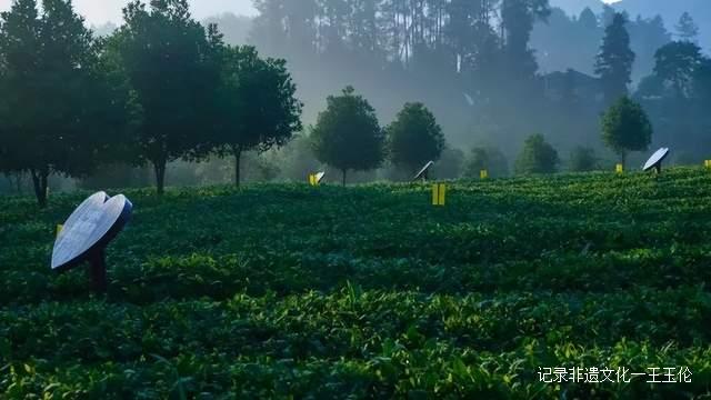 乡游黔中 · 湄潭 一壶茶、一条河、一座山、一场好梦