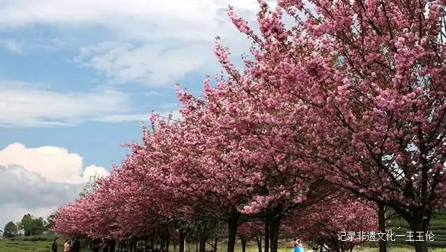 乡游黔中 · 湄潭 一壶茶、一条河、一座山、一场好梦