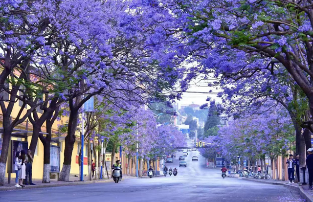 “有一种叫云南的生活”¶文化赋能城市，照亮美丽春城