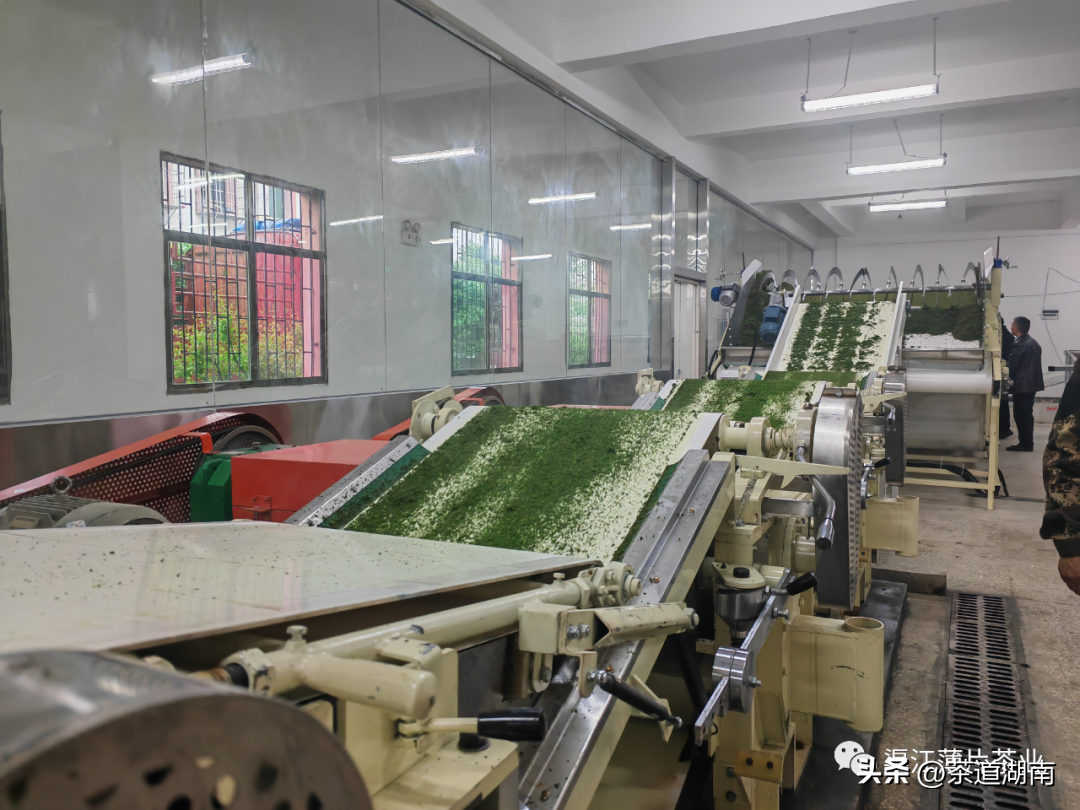 迈向智能自动化——渠江薄片茶业麦珠颗粒红茶自动化生产线试机