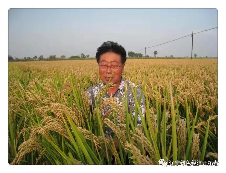 中国著名水稻育种专家—— 许雷
