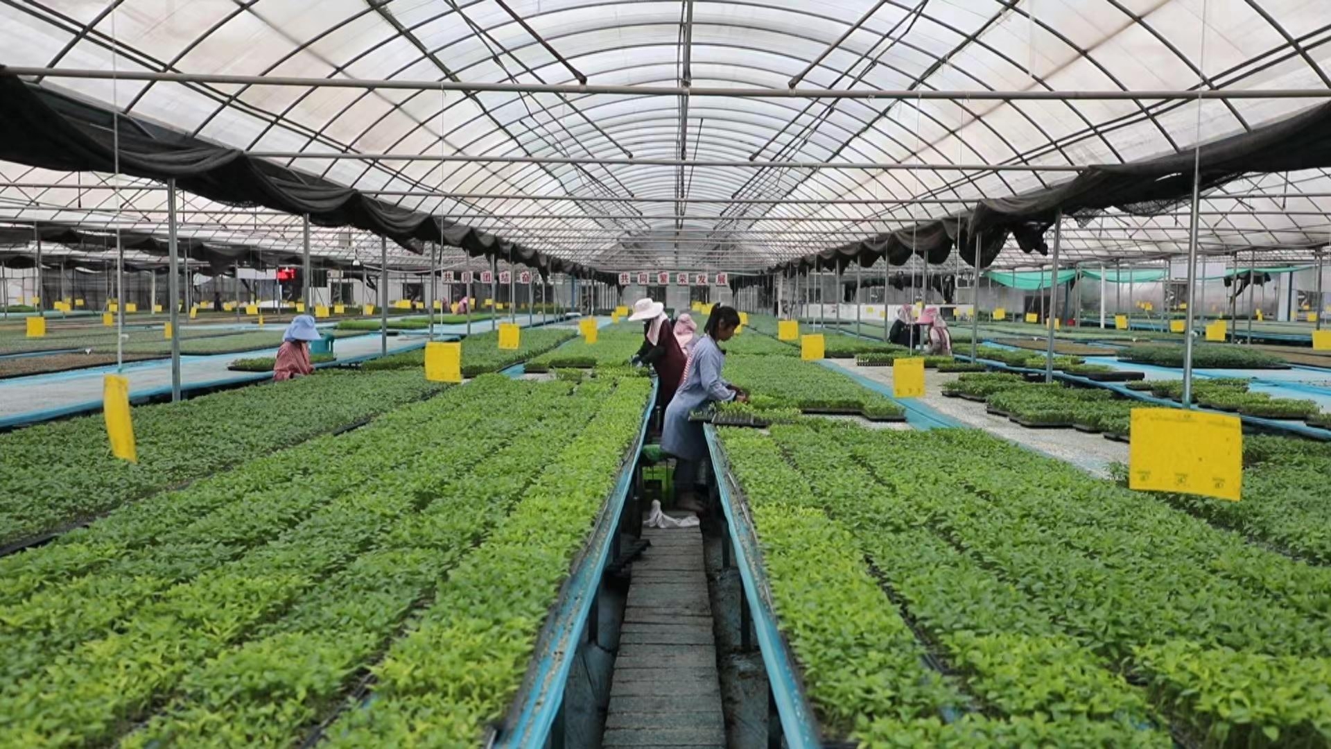 东方人类发祥地，绿色康养在元谋（2）┃南繁育种天堂：中国芯片基地 提升种子品质