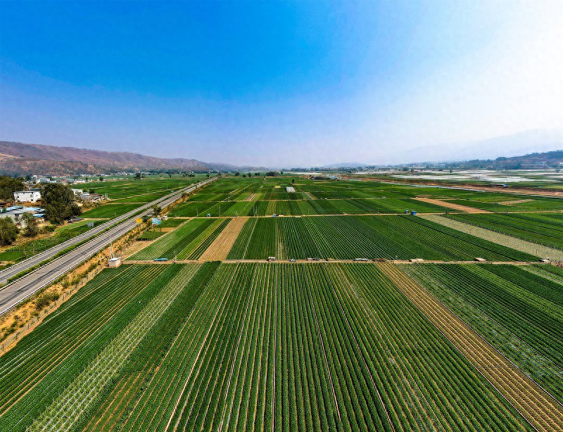 东方人类发祥地，绿色康养在元谋（3）┃冬早蔬菜之乡：金江沙畔“大菜园”，成昆线上“菜篮子”