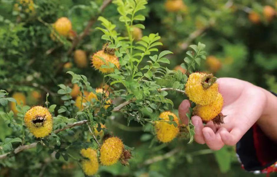 刺梨工坊:守望田园经济 筑梦乡村振兴