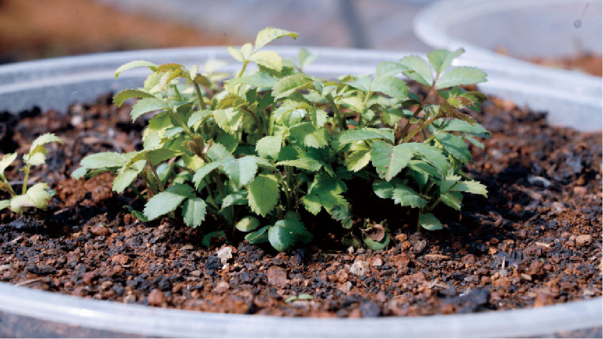 刺梨工坊:守望田园经济 筑梦乡村振兴