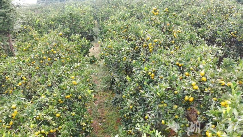 武穴梅川镇司古塔村：创新“五共”理念 共建幸福家园