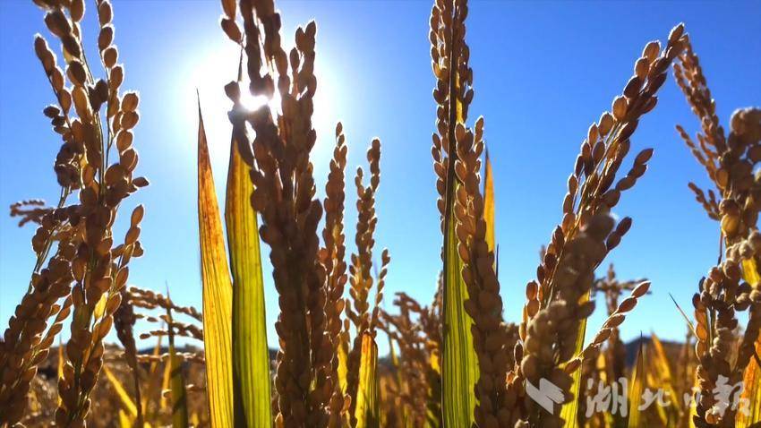 武穴梅川镇司古塔村：创新“五共”理念 共建幸福家园