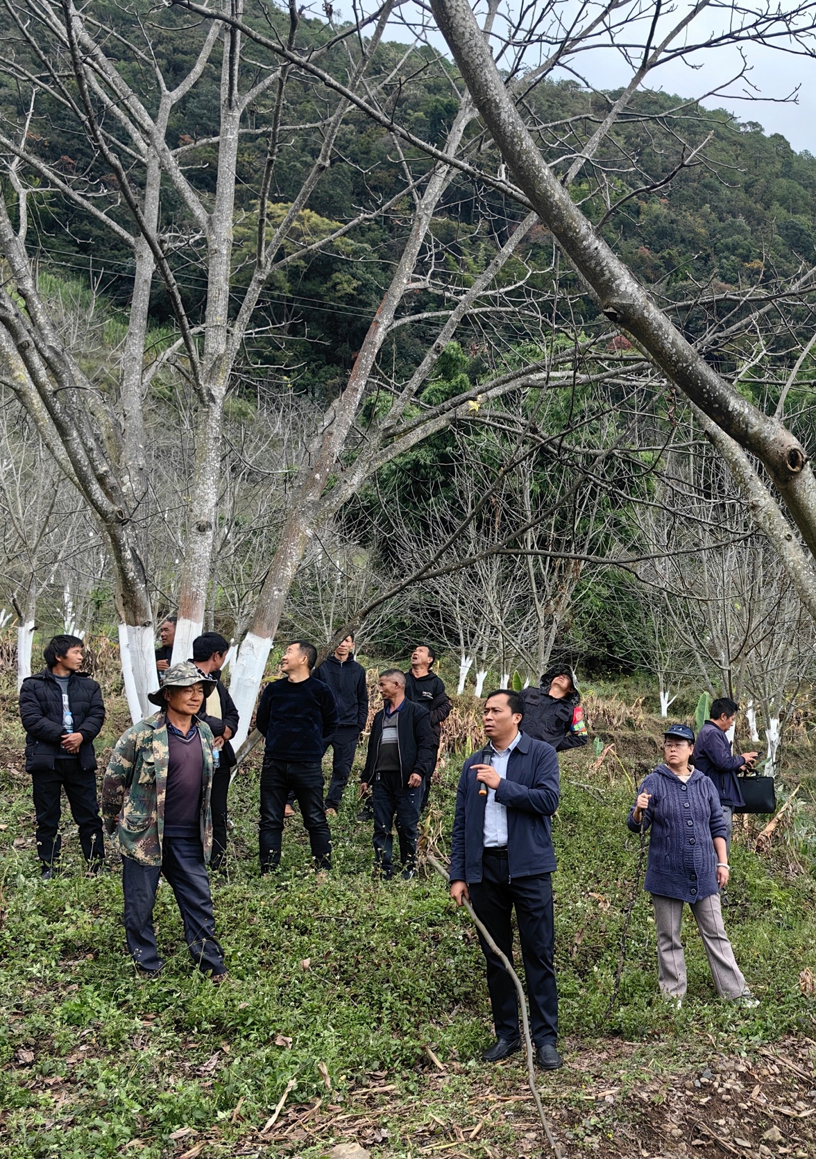 楚雄市新村镇开展核桃提质增效复合技术示范与培训
