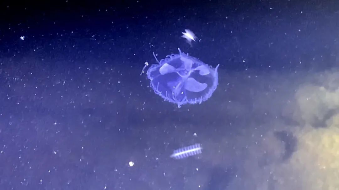 @“尔滨”老铁！雪玩够了，该来文山咯！