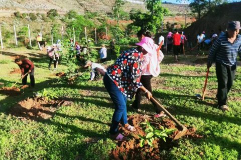 【云南】元谋县元马镇：党建引领添新绿 共筑绿美家园