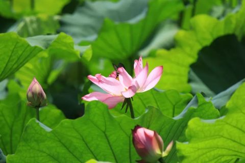 腾冲“荷”事：时光在这里打了个盹丨有一种叫云南的生活之365天